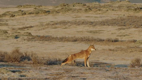 Ethiopian wolf looking around as it stretches, Ethiopia Video stock 138898481