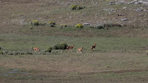 Ethiopian Wolf pack move on grass plains on a sunny day Stock Footage 257866268