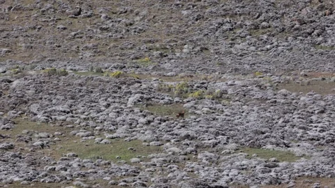 Ethiopian Wolf pack run and split up to go hunting Stock Footage 258541466