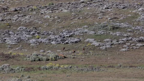 Ethiopian Wolf pack run on grassy plains to go hunting Stock Footage 261268125