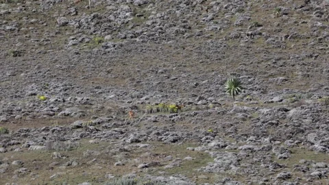 Ethiopian Wolf pack running on grass plains Stock Footage 259982760