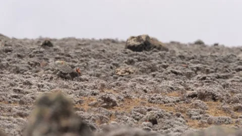 Ethiopian wolf pair, Canis simensis, pack in the nature. Bale Mountains NP, in E Stock Footage 164031102