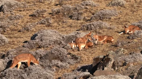 Ethiopian wolf pair, Canis simensis, pack in the nature. Bale Mountains NP, in E Vídeos de archivo 164031609