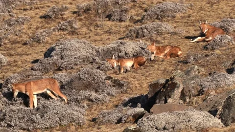 Ethiopian wolf pair, Canis simensis, pac... | Stock Video | Pond5