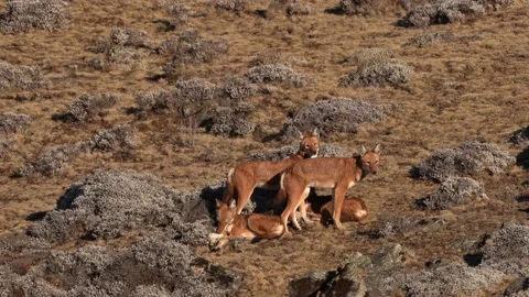 Ethiopian wolf pair, Canis simensis, pack in the nature. Bale Mountains NP, in E Vidéo 164032222