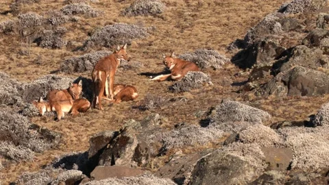 Ethiopian wolf pair, Canis simensis, pack in the nature. Bale Mountains NP, in E Vídeos de archivo 164032701