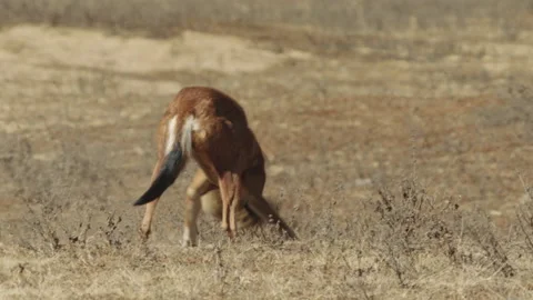 Ethiopian wolf pouncing on and capturing Big-Headed African mole rat, Ethiopia Video stock 138898148