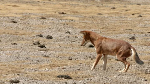 Ethiopian wolf pouncing, Ethiopia 스톡 동영상 138892262