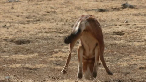 Ethiopian wolf pouncing, Ethiopia Stock-Footage 138892287