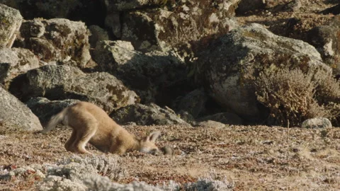 Ethiopian wolf pup playing by itself, Ethiopia Vídeos de archivo 138897987