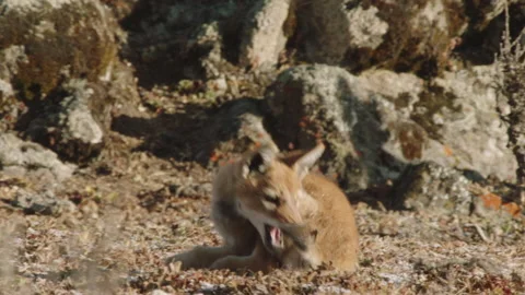 Ethiopian wolf pup playing by itself, Ethiopia Stock Footage 138898020