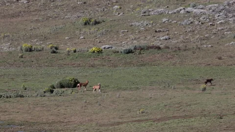 Ethiopian Wolf run away from pack to go hunting Stock Footage 261268128