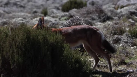 Ethiopian Wolf run close up Stock Footage 257866305