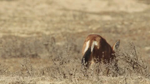 Ethiopian wolf walking off with Big-Headed African mole rat in mouth, Ethiopia Video stock 138898151
