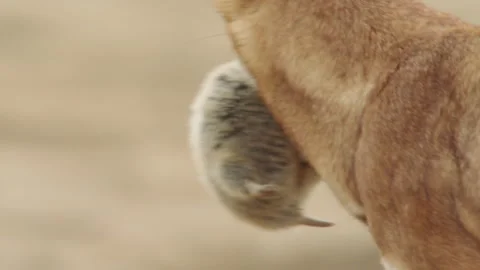 Ethiopian wolf walking with its Big-headed African mole rat prey in mouth Vídeos de archivo 138898413