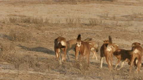Ethiopian wolves pack running together, Ethiopia Video stock 138892268