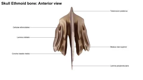 Ethmoid bone Anterior view Stock Illustration