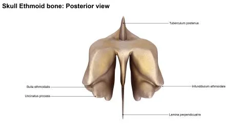 Ethmoid bone Posterior view Stock Illustration
