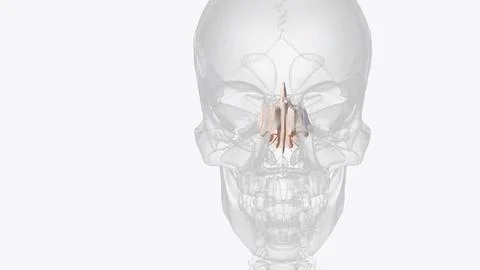 The ethmoid bone is a small unpaired bone, located in the midline of the an.. Stock Illustration