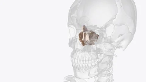 The ethmoid bone is a small unpaired bone, located in the midline of the an.. Stock Illustration
