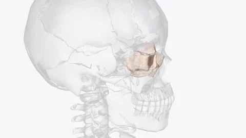 The ethmoid bone is a small unpaired bone, located in the midline of the an.. Stock Illustration