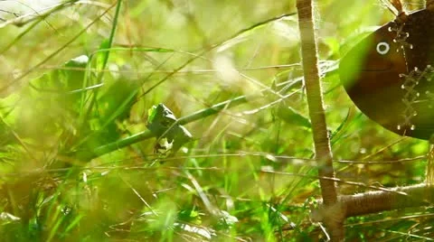 Ethnic  fish Stock-Footage 22037962