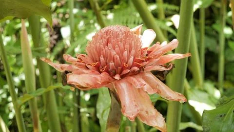 Etlingera elatior Close Up Stock Photos