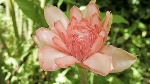 Etlingera elatior Macro Stock Photos