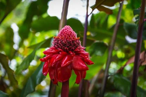 Etlingera elatior, or Torch ginger - vivid red flower in tropical garden of O Stock Photos