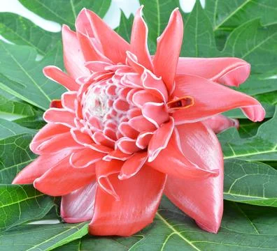 Etlingera elatior 写真素材