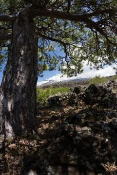 Etna Landscape view from tree Stock Photos