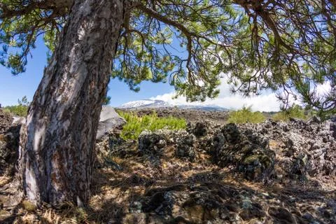 Etna Landscape view from tree Stock Photos