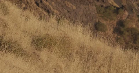 Etna vegetation Stock Footage 149937217