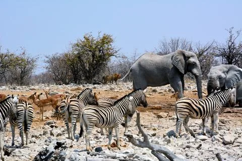 Etosha, Namibia, September 19, 2022: Elephants with zebras and antelopes Stock Photos