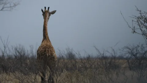 Etosha National Park, Namibia, 4K, beautiful giraffe no poaching Stock Footage 90835997