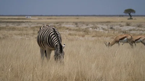 Etosha National Park, Namibia, 4K, Antelopes, Zebras, Springbok no poaching Stock Footage 90837005