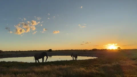 Etosha sunset with elephants at waterhole, Namibia Stock Footage 334944585
