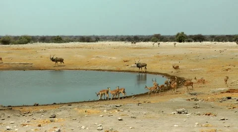 Etosha, waterhole, namibia Stock Footage 55588041