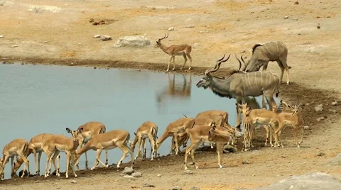 Etosha, waterhole, namibia Stock Footage 55588100