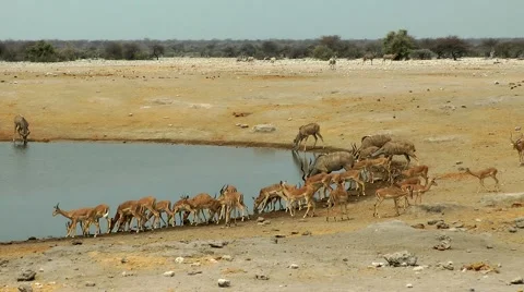 Etosha, waterhole, namibia Stock Footage 55588107