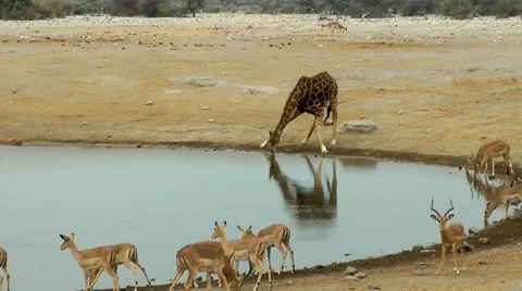 Etosha, waterhole, namibia Stock Footage 55588183