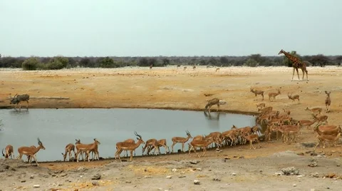 Etosha, waterhole, namibia Stock Footage 55588243