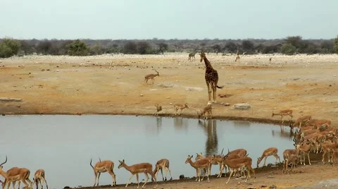 Etosha, waterhole, namibia Stock Footage 55588425