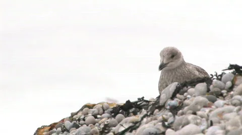 Etretat seabird 2 動画素材 156165