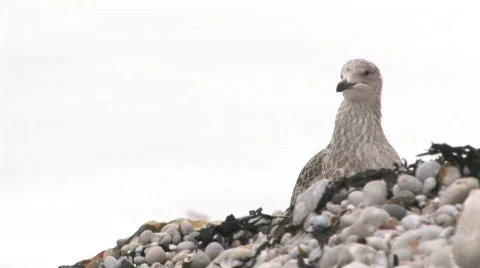 Etretat seabird 動画素材 156150