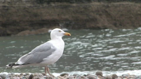 Etretat seagull 2 動画素材 156186