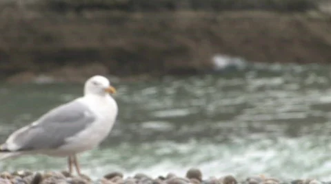 Etretat seagull 動画素材 156114