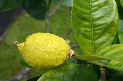 Etrog grow on a tree. Stock Photos