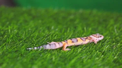 Eublepharis lizard on a green lawn. Stock Footage 249940787