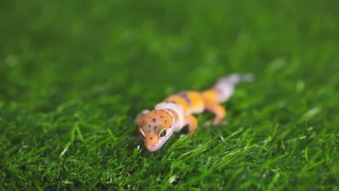 Eublepharis lizard on a green lawn. Stock Footage 249940795